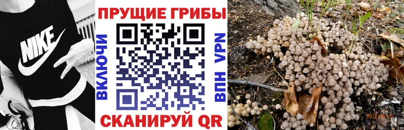 МЕГА ССЫЛКА  Слободской  Псилоцибиновые грибы Psilocybine cubensis 